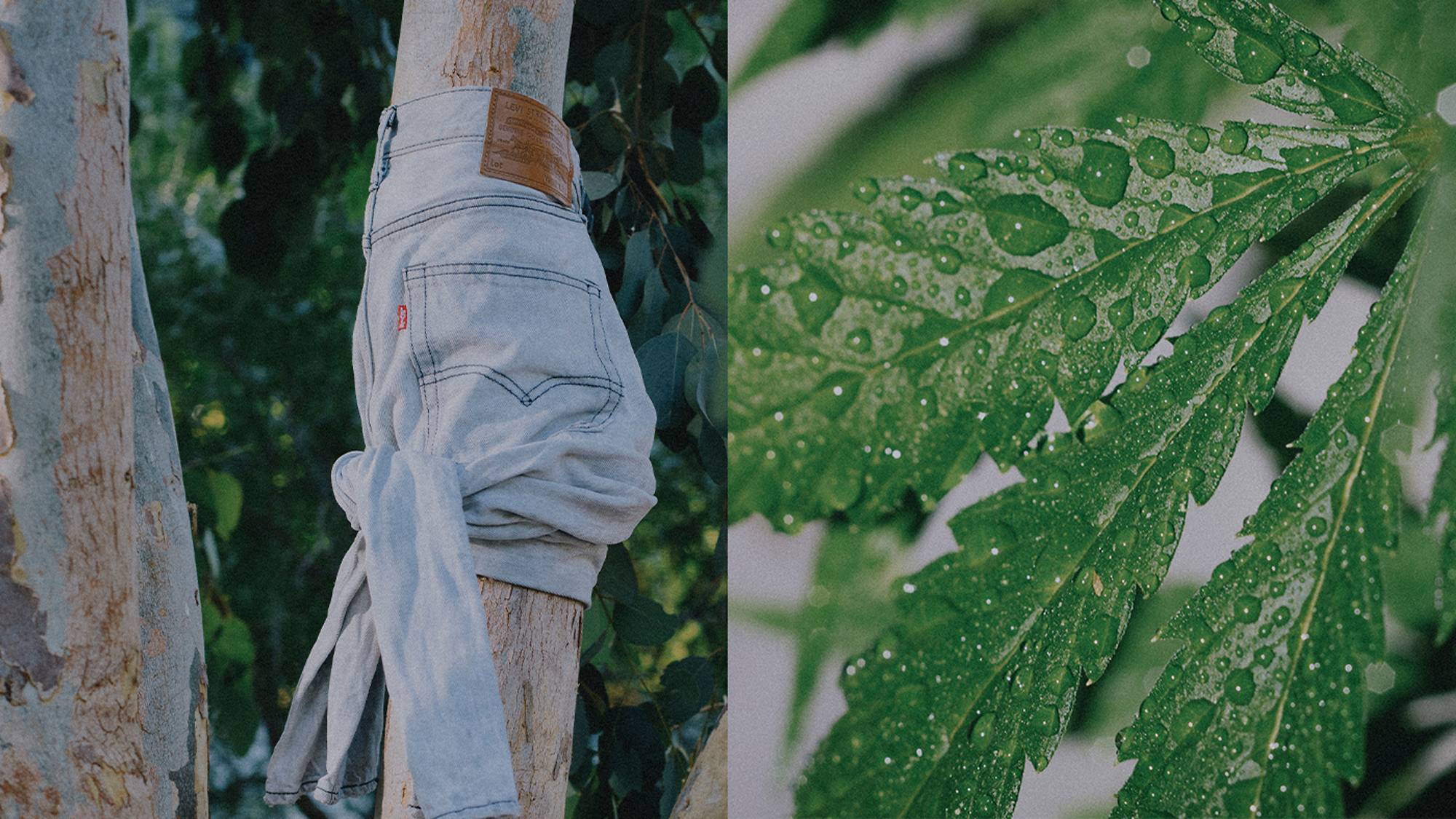 Hemp leaf and sustainable coton jeans